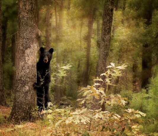 В Харькове создано еще 3 национальных парка