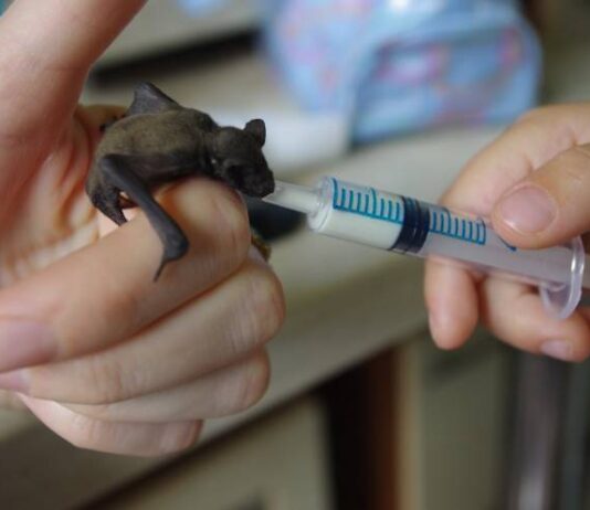 В Харькове существует больница для летучих мышей