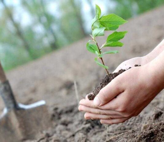 Озеленение Харькова — инициатива горожан