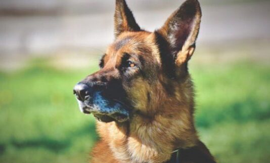 Служебные овчарки показали, на что способны в Саржином Яру