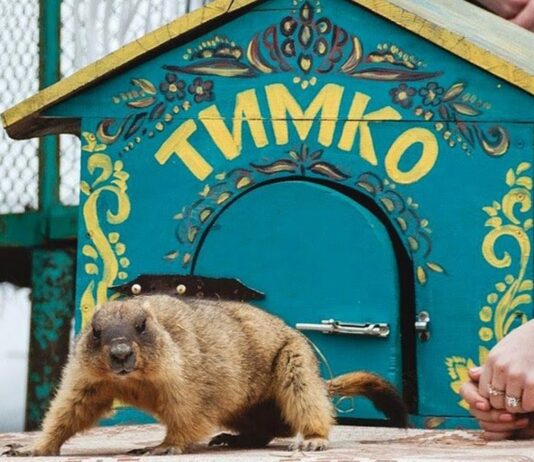 Сурок Тимка предсказал, какой будет весна 2020