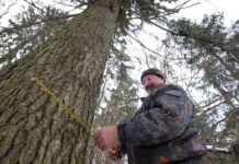 Чим займався на своїй посаді звільнений директор Гутянського лісхозу