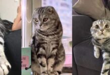 Люта помста за кота і його пошуки на Салтівці