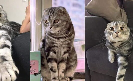 Лютая месть за кота и его поиски на Салтовке