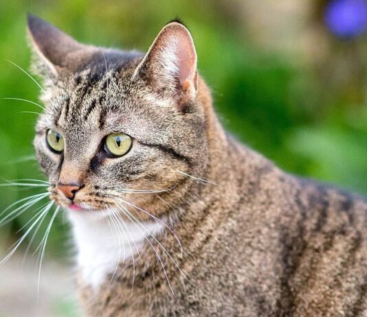 Пушистый бум