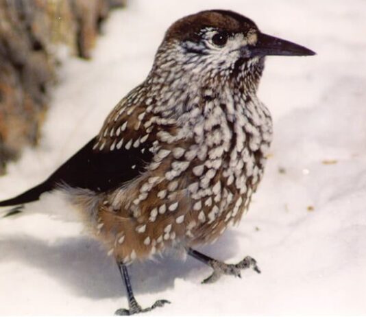 Унікальна птиця у Харкові