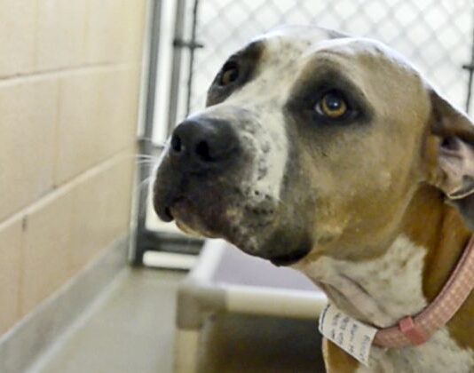 Харьковский приют для животных ждет неравнодушных