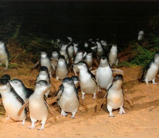 Еще 90 миллионов на зоопарк. Инвестиции в пингвинов