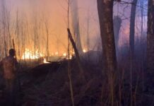 Харківщина горить: які заходи вживають активісти