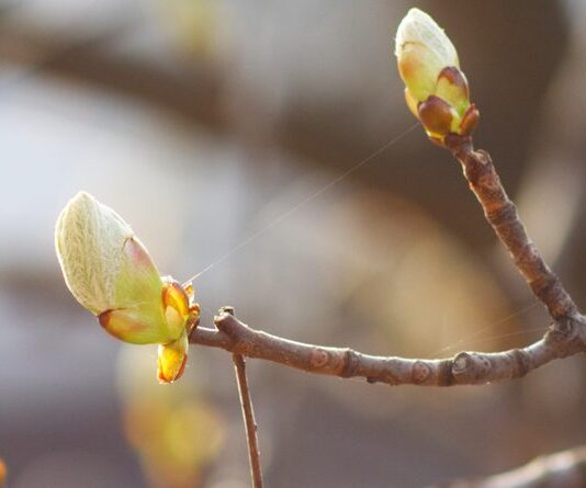 Преждевременное цветение растений в Ботаническом саду. Какие последствия?