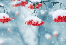 Похолодання у Харкові : -15С у вихідні