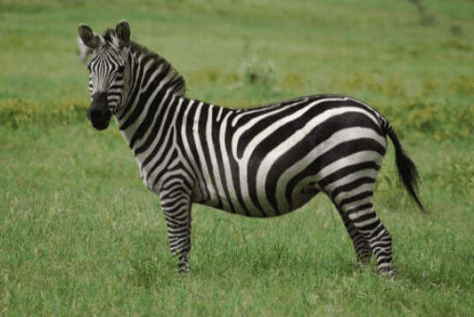 С харьковских зоопарков регулярно убегают животные