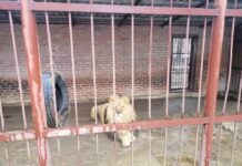 Браконьєрство та жорстоке поводження з тваринами в області