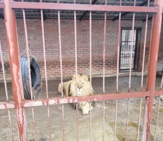 Браконьерство и жестокое обращение с животными