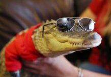 5 найцікавіших рептилій харківського зоопарку