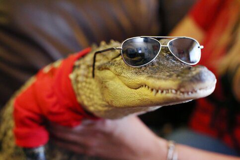 5 самых интересных рептилий харьковского зоопарка