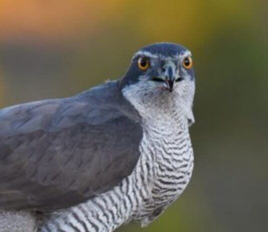 Ястреб-тетеревятник: антигерой или рейдер сельского хозяйства Харьковщины