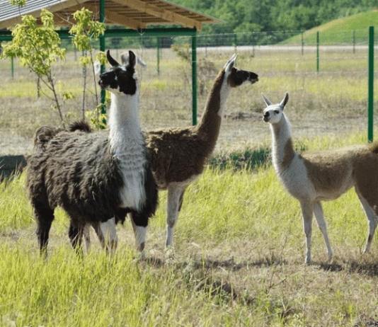 Долина альпака