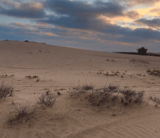 Кицевская пустыня — уникальная природная зона Харьковской области