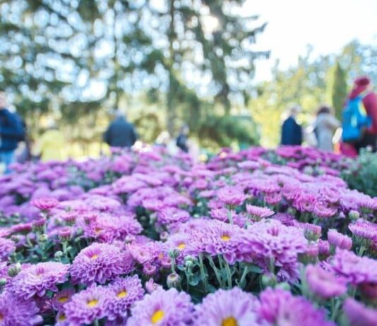 Королева осени 2021: в Харькове открыт традиционный Бал Хризантем хризантеми