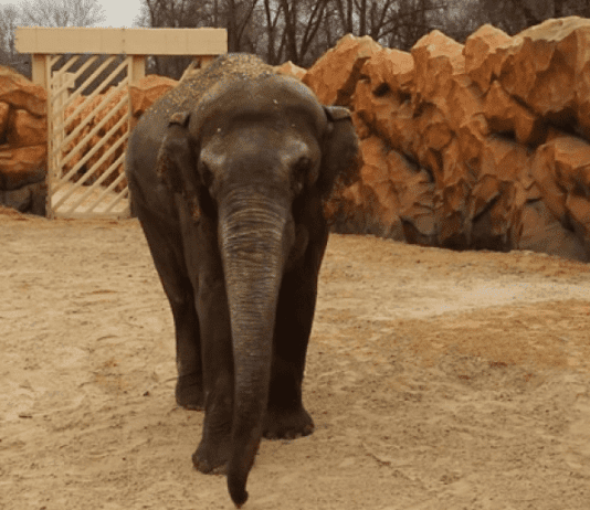 Слон Аун отпраздновал 24-й день рождения в зоопарке Харькова