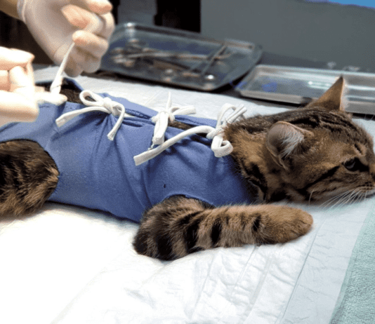 Продлили программу бесплатной стерилизации домашних питомцев: куда обращаться для получения услуги в Харькове?