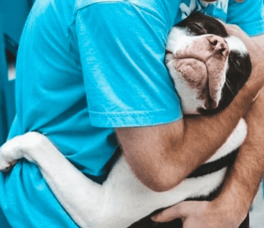 Уникальный реабилитационный центр для животных построят в Харькове