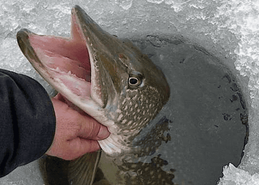 В рыбоохранном патруле сообщают о случаях удушья рыбы