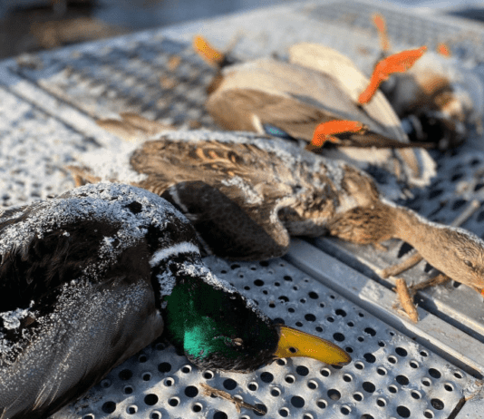 В Уды сливают канализацию: погибают утки