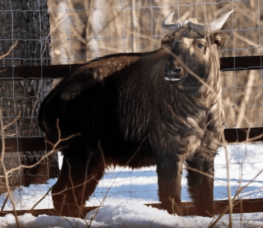 В Харьковском Экопарке появились новые животные