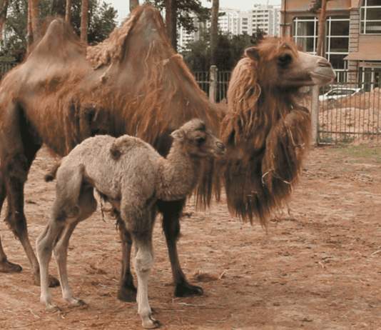 Каким именем назвали новорожденного верблюжонка в зоопарке?