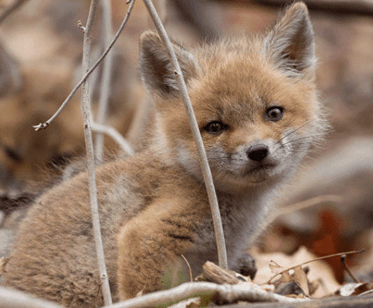 На Харьковщине начали подсчет диких животных