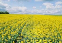 Як підвищити зимостійкість озимого ріпаку