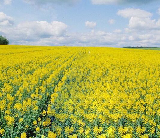 Как повысить зимостойкость озимого рапса