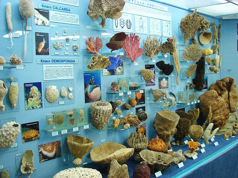 Державний музей природи Харківського національного університету імені В. Н. Каразіна за адресою Трінклера, 8 – відгуки, фото, ціни, телефон та адреса в Kharkiv Info