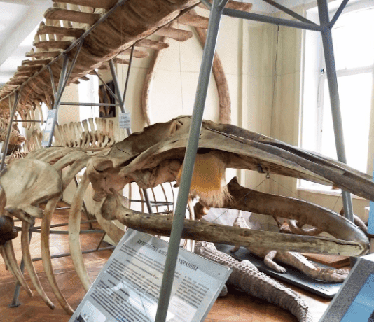 Зоологический музей Харькова