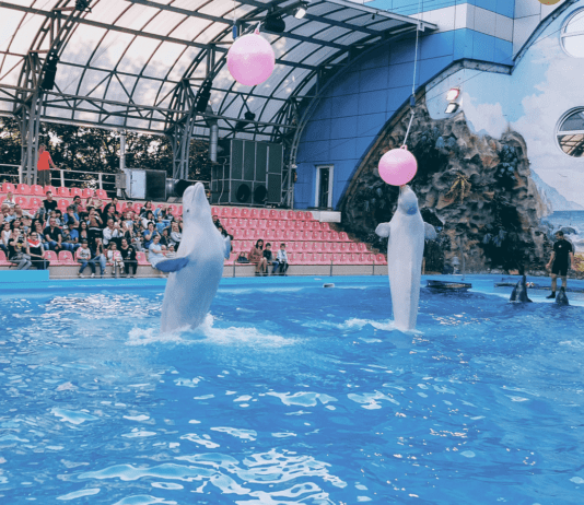 Развлечение для всей семьи в Харькове