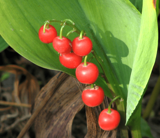 Ядовитые растения Харьковской области