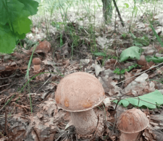 Что нужно знать про съедобные и отравленные грибы Харьковской области