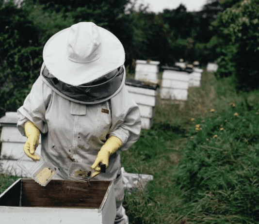 Пчеловодство на Харьковщине: работа пчеловодов