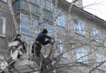 Зрізані тополі: чому дерева перетворюються на стовпи?