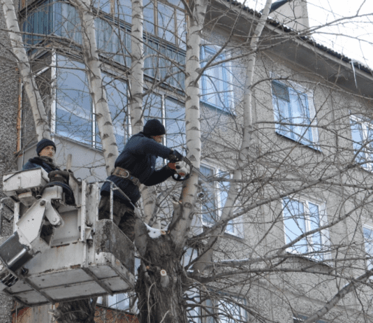 Зрізані тополі: чому дерева перетворюються на стовпи?