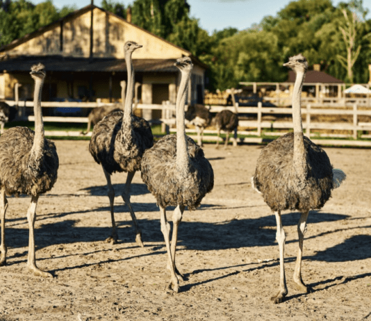 Экскурсия на харьковскую страусиную ферму