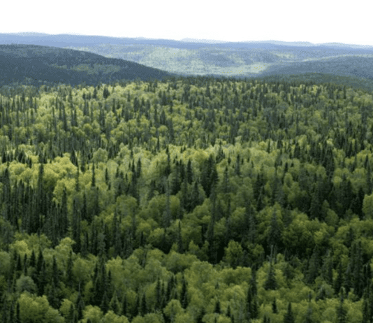 Проблема сохранения и использования лесов Харьковщины