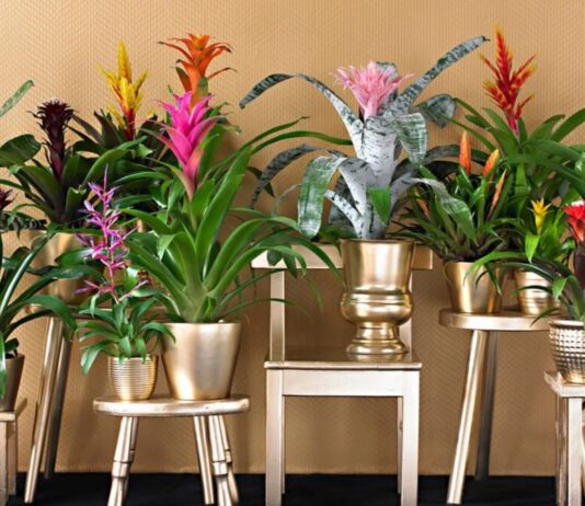 Как и где выбрать качественные семена цветов?