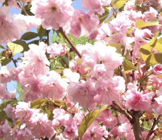 Сакуры, магнолии и другие цветущие растения на улицах Харькова