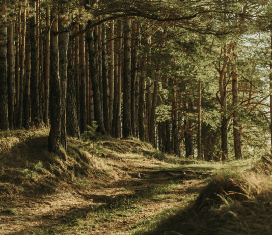 Леса Харьковщины: флора и фауна