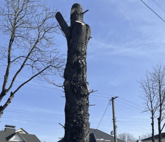 Как харьковчане приобщаются к сохранению окружающей среды?