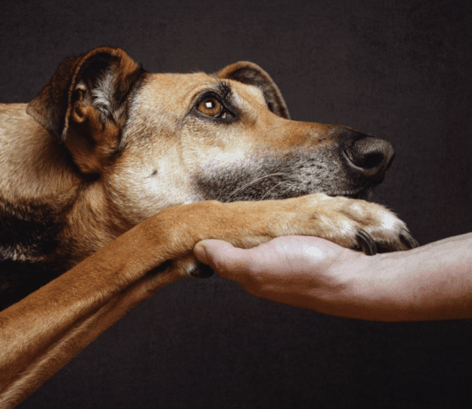 Топ приютов региона для животных