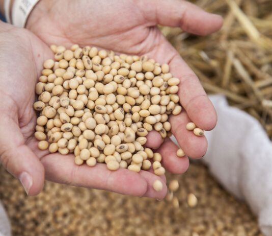 История выведения нового сорта сои в Харьковской области